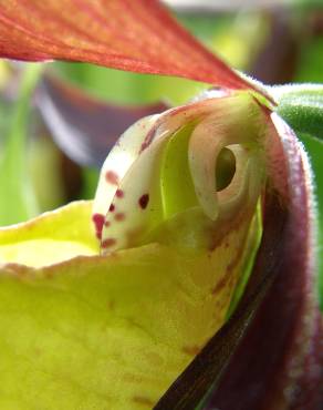 Fotografia 6 da espécie Cypripedium calceolus no Jardim Botânico UTAD