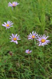 Fotografia da espécie Aster alpinus