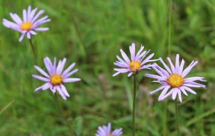 Fotografia da espécie Aster alpinus