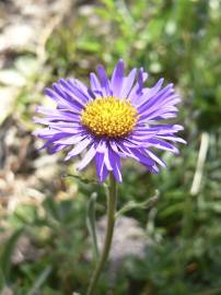 Fotografia da espécie Aster alpinus