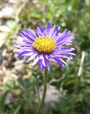 Fotografia 4 da espécie Aster alpinus no Jardim Botânico UTAD