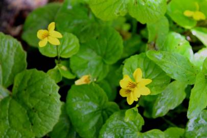 Fotografia da espécie Viola biflora