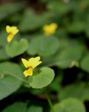 Fotografia 3 da espécie Viola biflora no Jardim Botânico UTAD