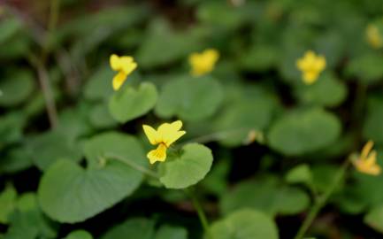 Fotografia da espécie Viola biflora