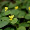 Fotografia 3 da espécie Viola biflora do Jardim Botânico UTAD