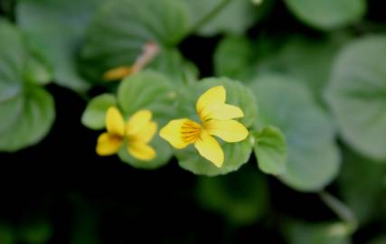 Fotografia da espécie Viola biflora