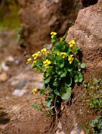 Fotografia da espécie Viola biflora