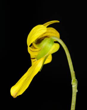 Fotografia 6 da espécie Viola biflora no Jardim Botânico UTAD