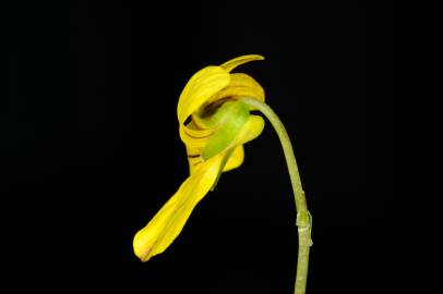 Fotografia da espécie Viola biflora