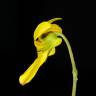 Fotografia 6 da espécie Viola biflora do Jardim Botânico UTAD
