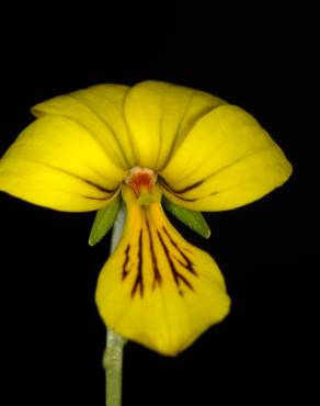 Fotografia 7 da espécie Viola biflora no Jardim Botânico UTAD