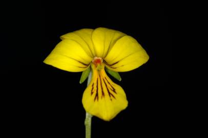 Fotografia da espécie Viola biflora