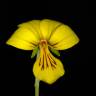 Fotografia 7 da espécie Viola biflora do Jardim Botânico UTAD