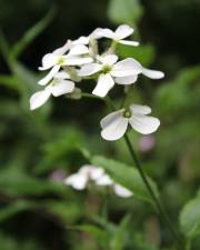 Fotografia da espécie Arabidopsis cebennesis