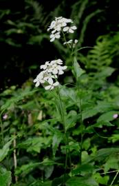 Fotografia da espécie Arabidopsis cebennesis