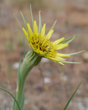 Fotografia da espécie Tragopogon dubius