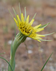 Tragopogon dubius