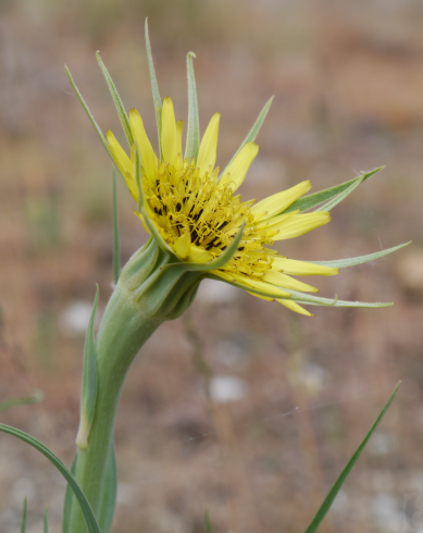 Fotografia de capa Tragopogon dubius - do Jardim Botânico