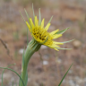 Fotografia 1 da espécie Tragopogon dubius do Jardim Botânico UTAD