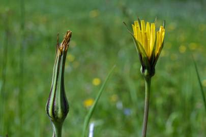 Fotografia da espécie Tragopogon pratensis