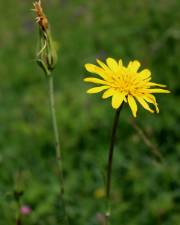 Fotografia da espécie Tragopogon pratensis