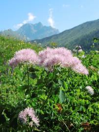 Fotografia da espécie Thalictrum aquilegiifolium