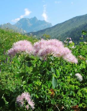 Fotografia 6 da espécie Thalictrum aquilegiifolium no Jardim Botânico UTAD