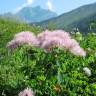 Fotografia 6 da espécie Thalictrum aquilegiifolium do Jardim Botânico UTAD