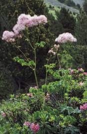 Fotografia da espécie Thalictrum aquilegiifolium