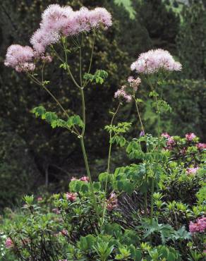 Fotografia 7 da espécie Thalictrum aquilegiifolium no Jardim Botânico UTAD