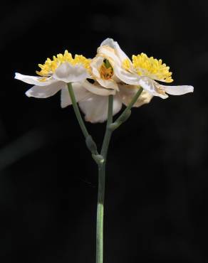 Fotografia 6 da espécie Thalictrum tuberosum no Jardim Botânico UTAD