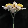 Fotografia 6 da espécie Thalictrum tuberosum do Jardim Botânico UTAD