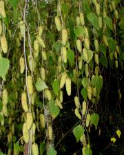 Fotografia da espécie Betula pubescens