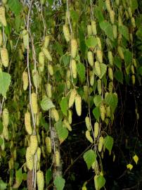 Fotografia da espécie Betula pubescens var. glabrata