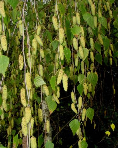 Fotografia de capa Betula pubescens var. glabrata - do Jardim Botânico