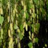 Fotografia 1 da espécie Betula pubescens var. glabrata do Jardim Botânico UTAD