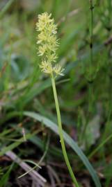 Fotografia da espécie Tofieldia calyculata