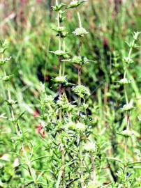 Fotografia da espécie Mentha cervina