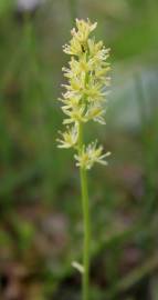 Fotografia da espécie Tofieldia calyculata