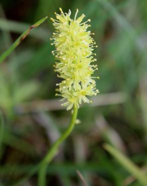 Fotografia 4 da espécie Tofieldia calyculata no Jardim Botânico UTAD