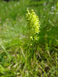 Fotografia da espécie Tofieldia calyculata