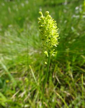 Fotografia 5 da espécie Tofieldia calyculata no Jardim Botânico UTAD