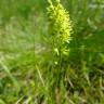 Fotografia 5 da espécie Tofieldia calyculata do Jardim Botânico UTAD