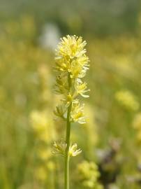 Fotografia da espécie Tofieldia calyculata