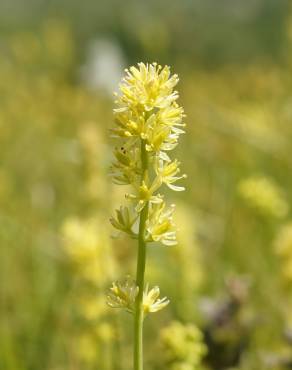 Fotografia 6 da espécie Tofieldia calyculata no Jardim Botânico UTAD