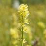 Fotografia 6 da espécie Tofieldia calyculata do Jardim Botânico UTAD