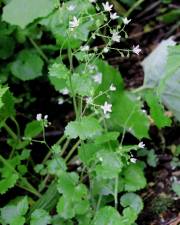 Fotografia da espécie Saxifraga rotundifolia