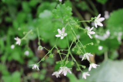 Fotografia da espécie Saxifraga rotundifolia subesp. rotundifolia