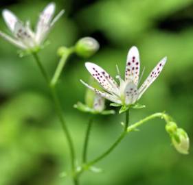 Fotografia da espécie Saxifraga rotundifolia subesp. rotundifolia