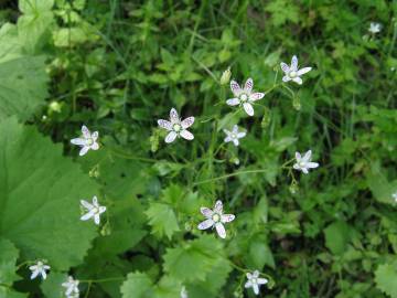 Fotografia da espécie Saxifraga rotundifolia subesp. rotundifolia